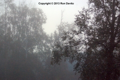 DSC_0006-copyright
