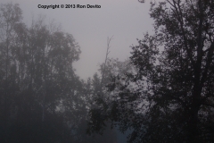 DSC_0007-copyright