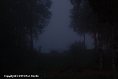 DSC_0008-copyright
