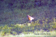 DSC_0019-copyright