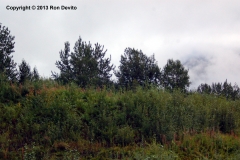 DSC_0148-copyright