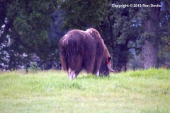 DSC_0046-copyright