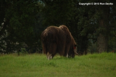 DSC_0047-copyright