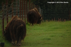 DSC_0048-copyright