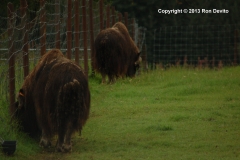 DSC_0049-copyright