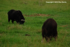 DSC_0055-copyright