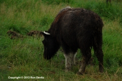 DSC_0056-copyright