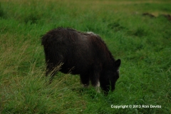 DSC_0057-copyright