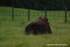 DSC_0059-copyright
