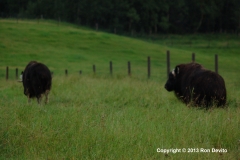 DSC_0060-copyright