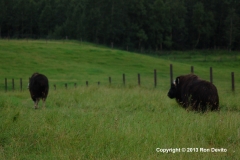 DSC_0062-copyright