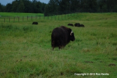 DSC_0064-copyright