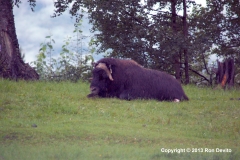 DSC_0076-copyright