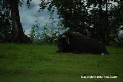 DSC_0077-copyright