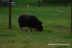 DSC_0081-copyright