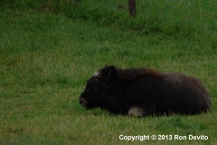 DSC_0082-copyright