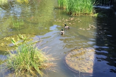 battery-park-city-ducks-1