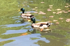 battery-park-city-ducks-2