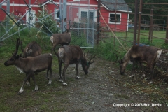 DSC_0095-copyright