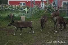 DSC_0096-copyright