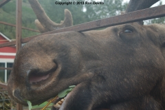 DSC_0116-copyright