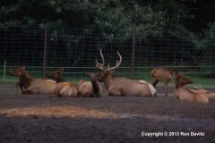 DSC_0147-copyright