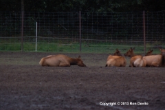 DSC_0148-copyright