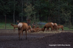 DSC_0151-copyright