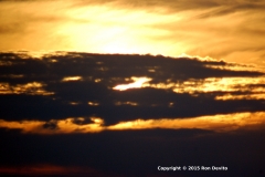 DSC_0098-copyright-wb