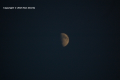 DSC_0096-copyright
