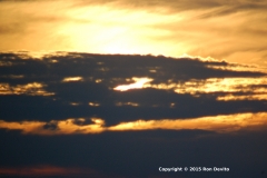 DSC_0098-copyright