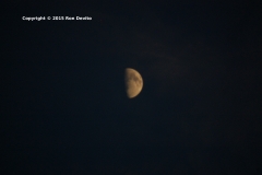 DSC_0120-copyright